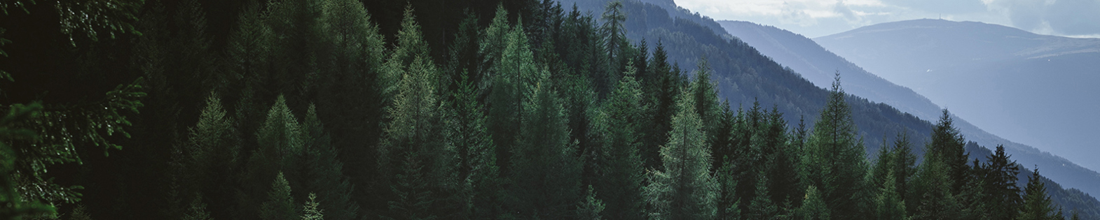 Nature trees and mountain tops